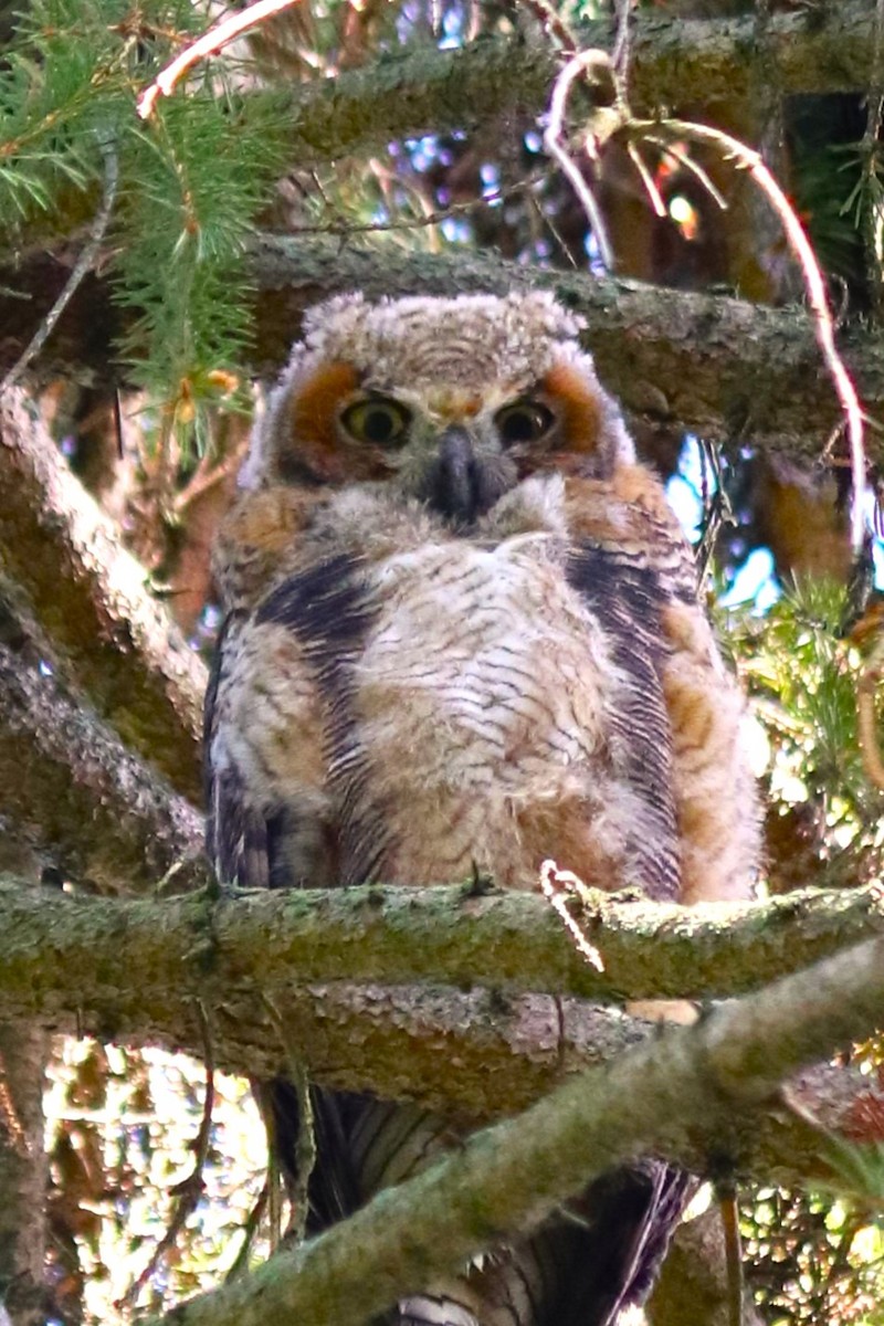 Great Horned Owl - ML618593641