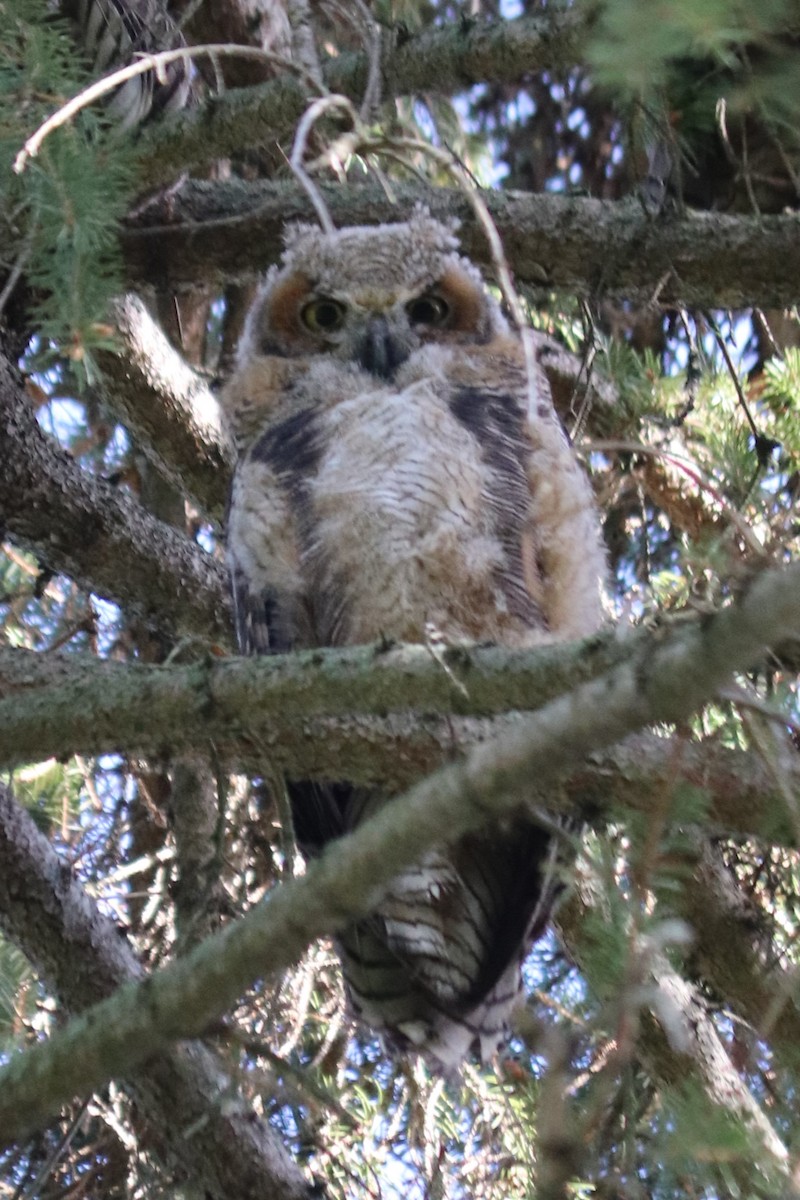 Great Horned Owl - ML618593643