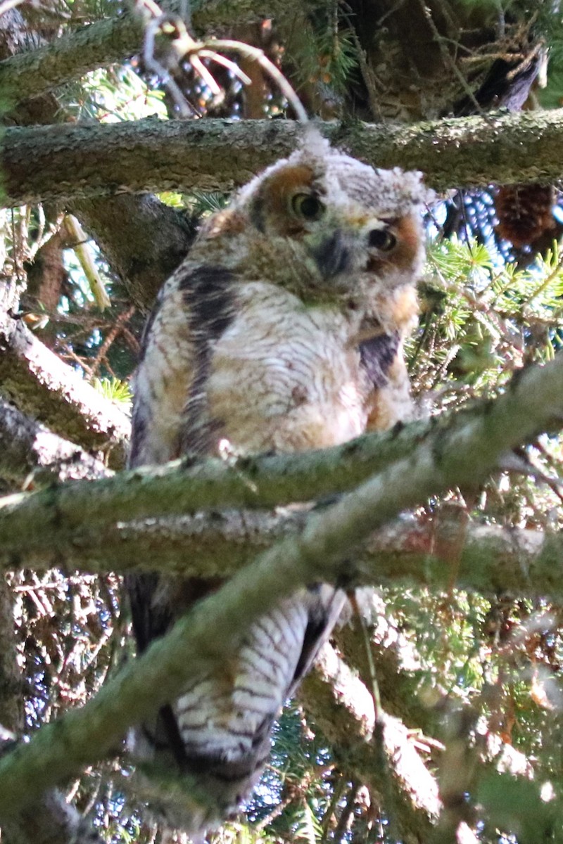 Great Horned Owl - ML618593644
