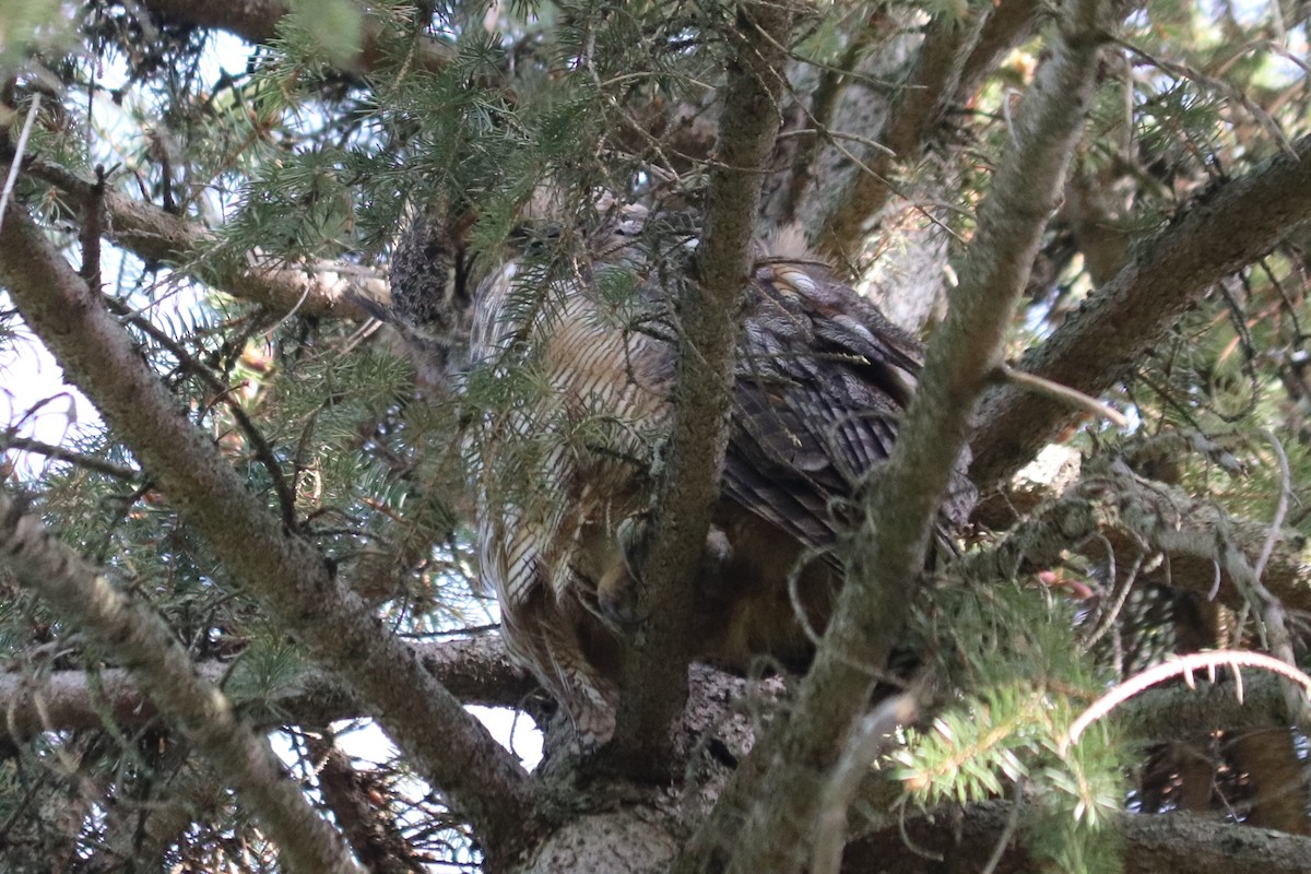 Great Horned Owl - ML618593645