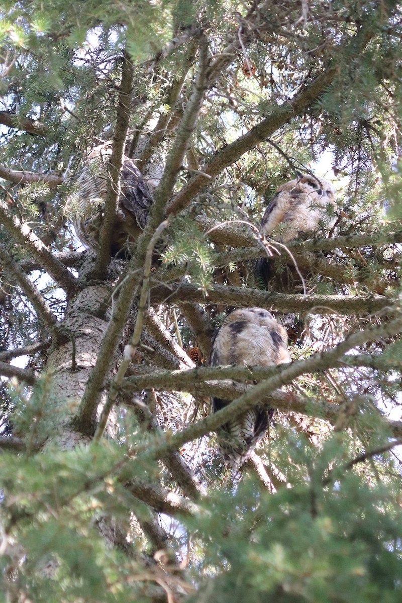 Great Horned Owl - ML618593646