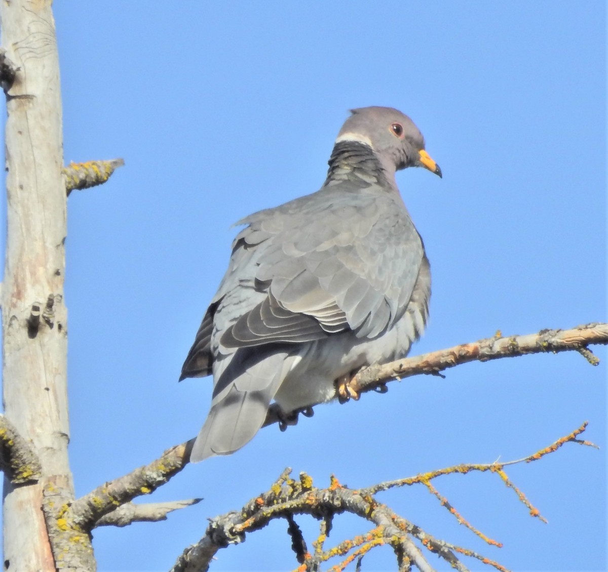 Band-tailed Pigeon (Northern) - Bryan McIntosh