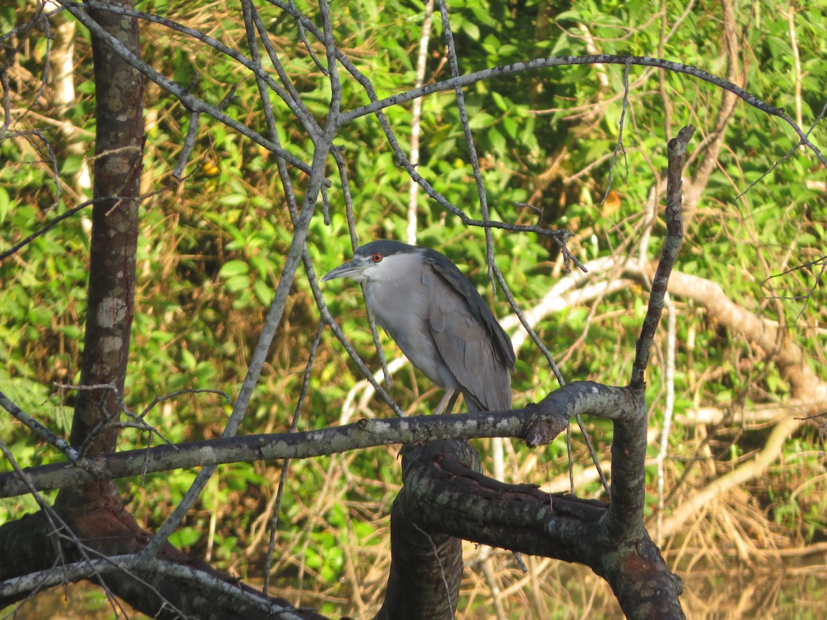 Black-crowned Night Heron - ML618593660