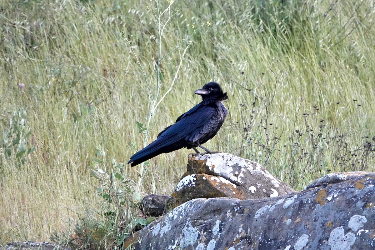 Common Raven - ML618593702