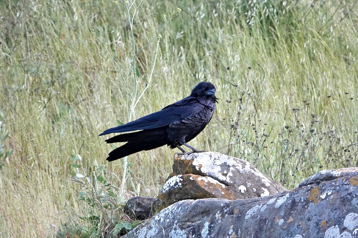 Common Raven - Jaedon Tembrevilla