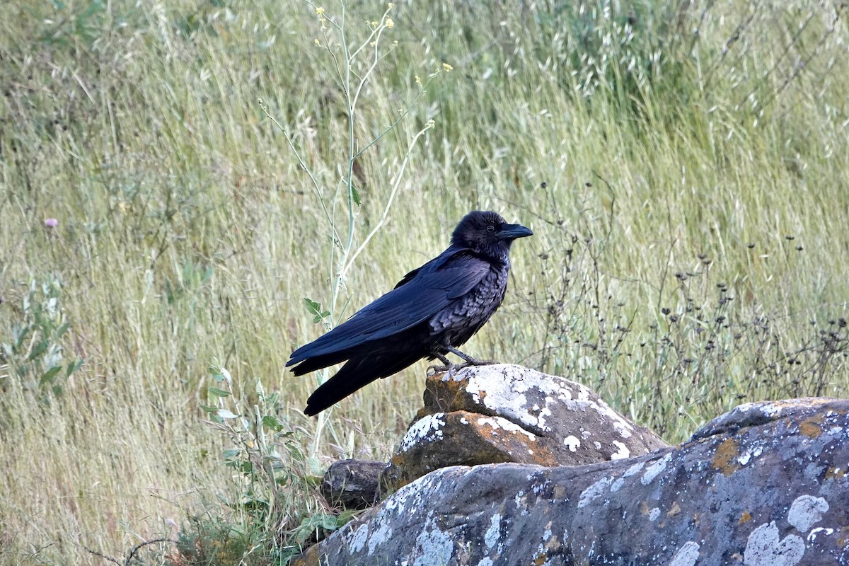 Common Raven - ML618593707