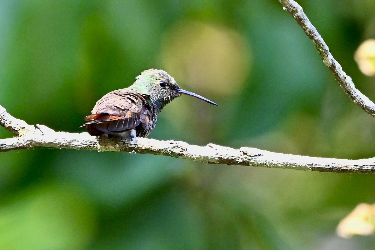 Berylline Hummingbird (Northern) - ML618593748