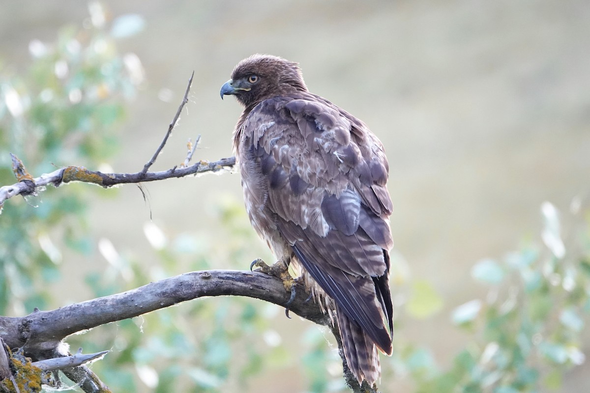 Red-tailed Hawk - Jaedon Tembrevilla