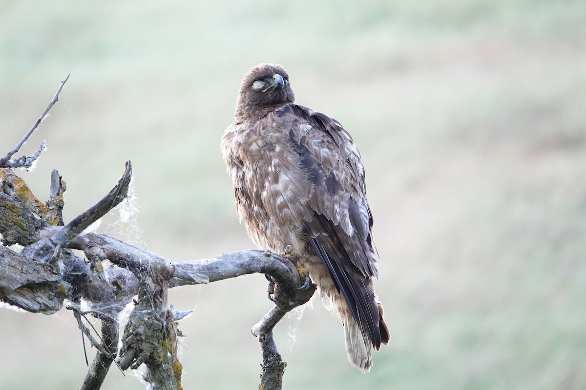 Red-tailed Hawk - ML618593783