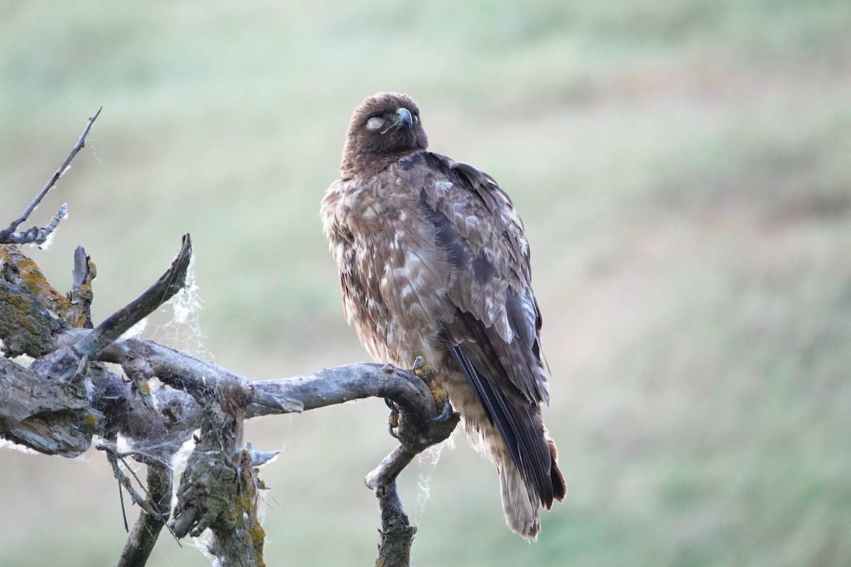Red-tailed Hawk - ML618593786