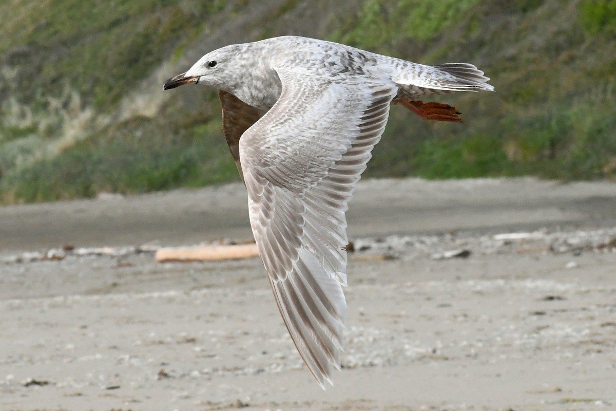 Iceland Gull (Thayer's) - ML618593797