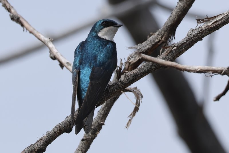 Tree Swallow - Scott Jubinville
