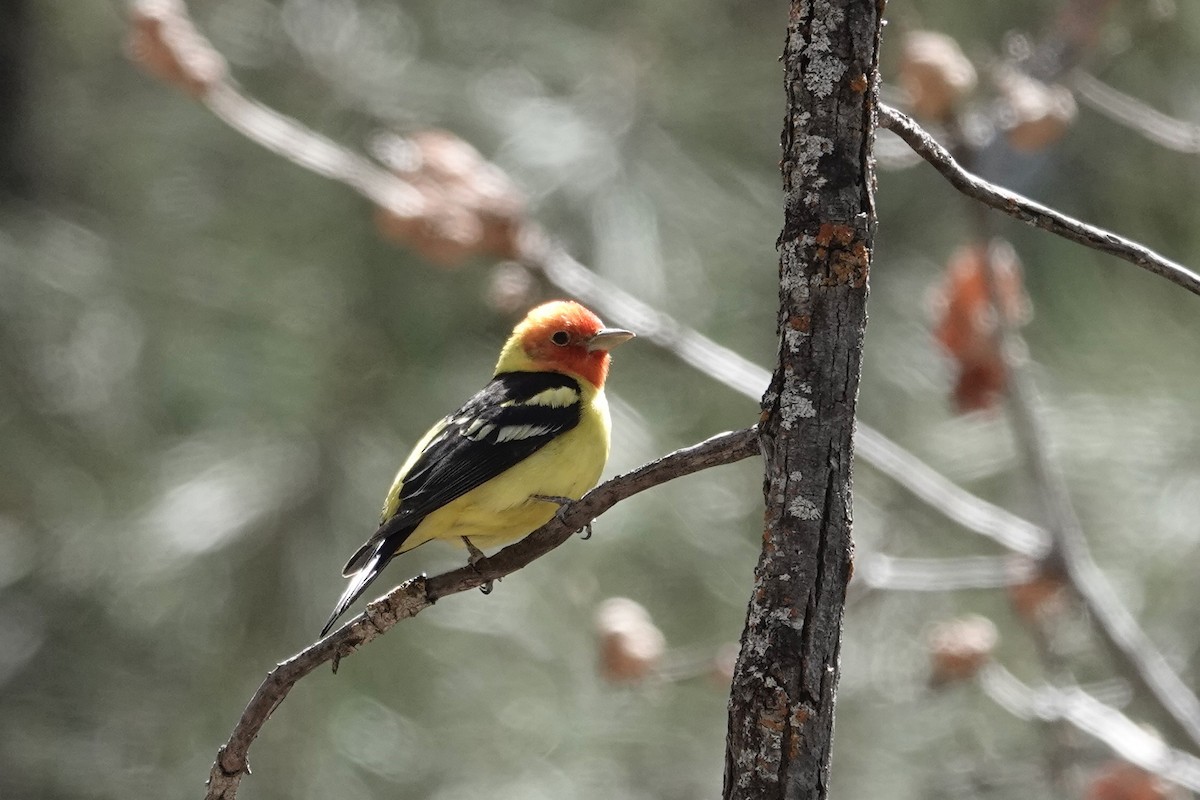 Western Tanager - ML618593846