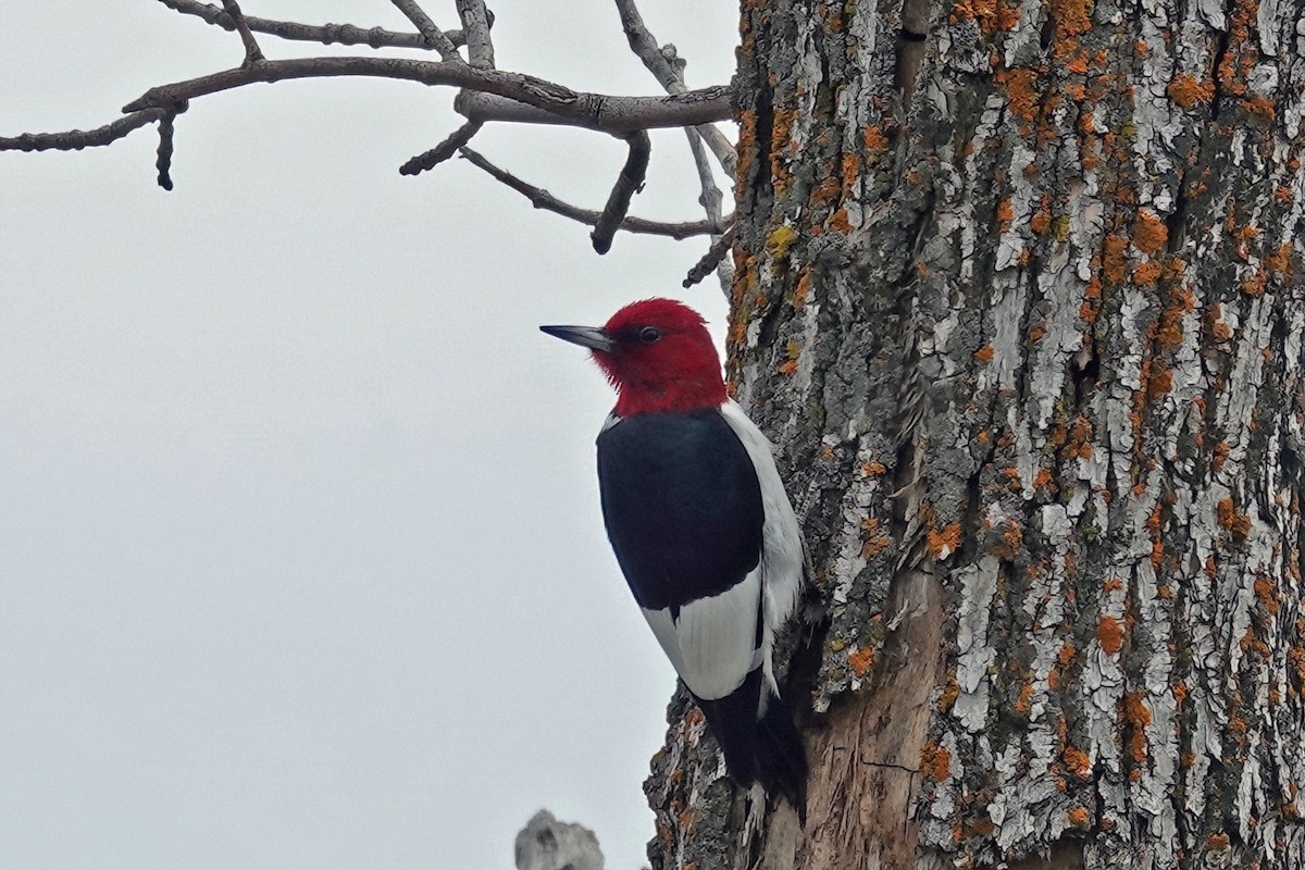 Red-headed Woodpecker - ML618593894
