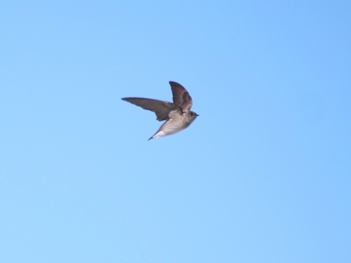 Northern Rough-winged Swallow - ML618593924