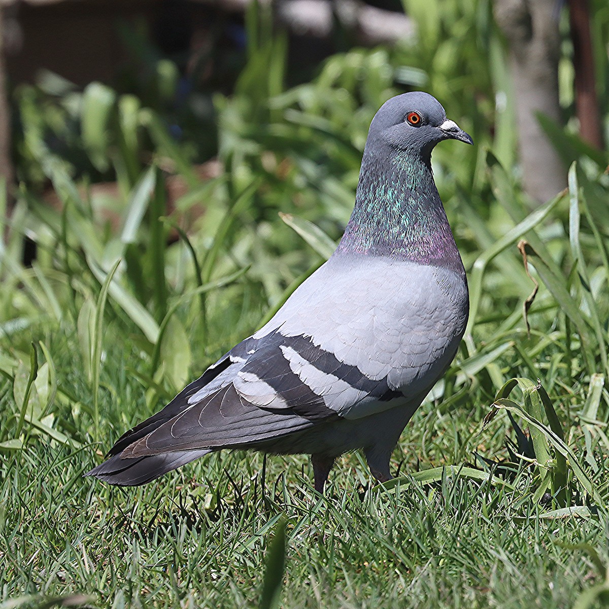 Rock Pigeon (Feral Pigeon) - ML618593935