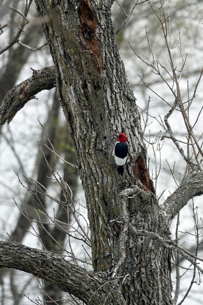 Red-headed Woodpecker - ML618593943