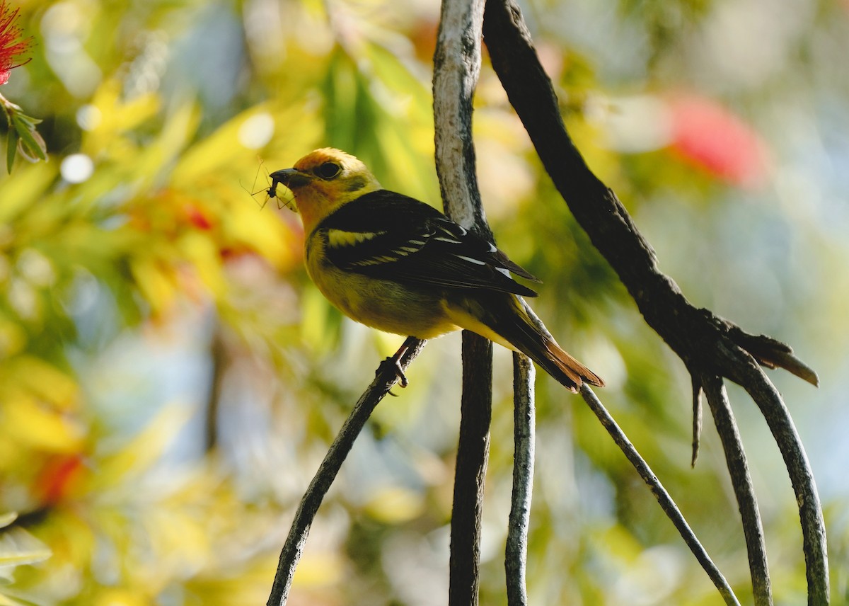 Western Tanager - ML618593972