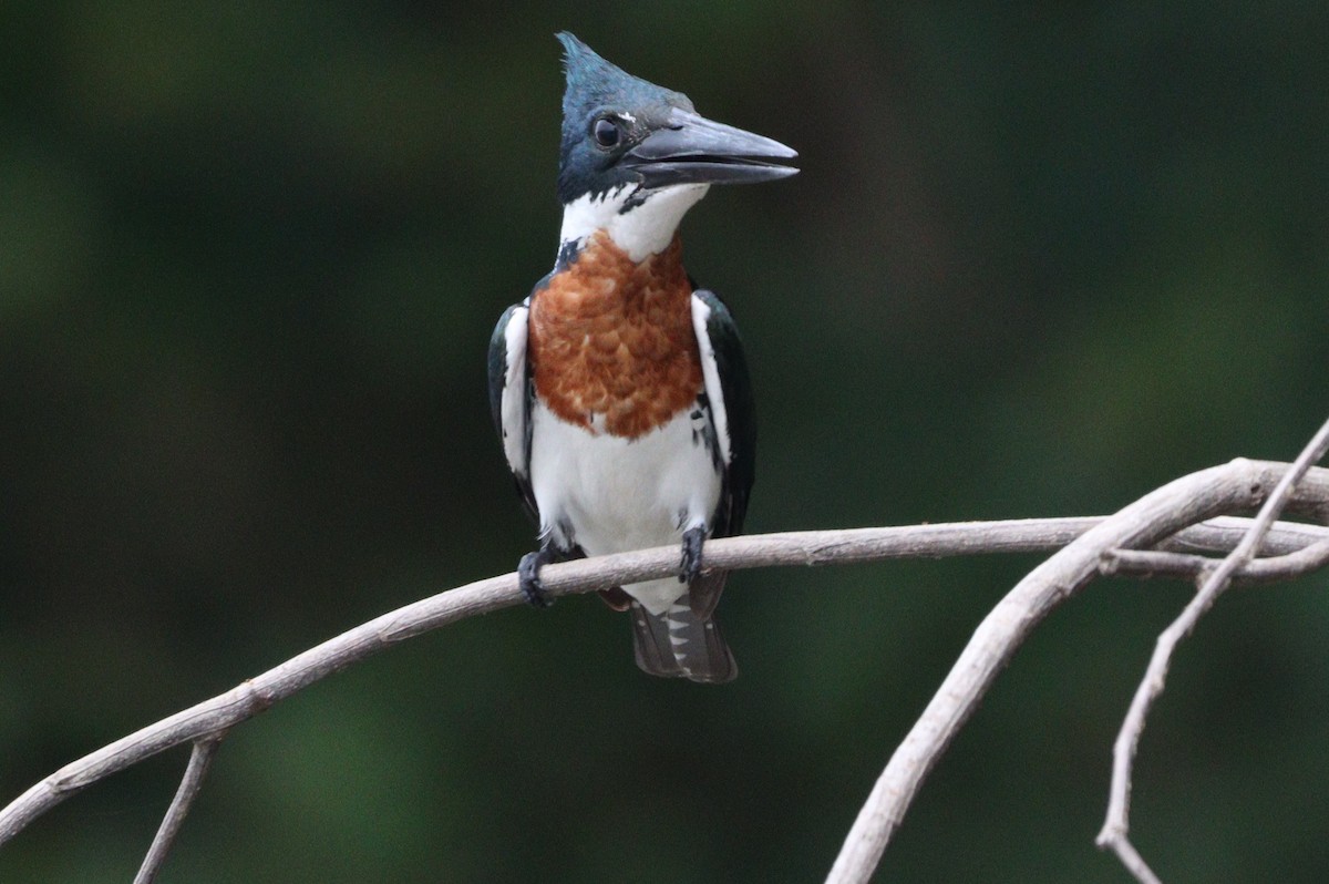 Amazon Kingfisher - Deyner Carreto