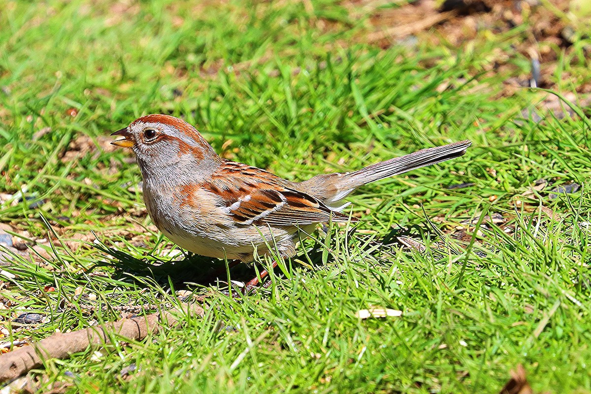 American Tree Sparrow - ML618593998