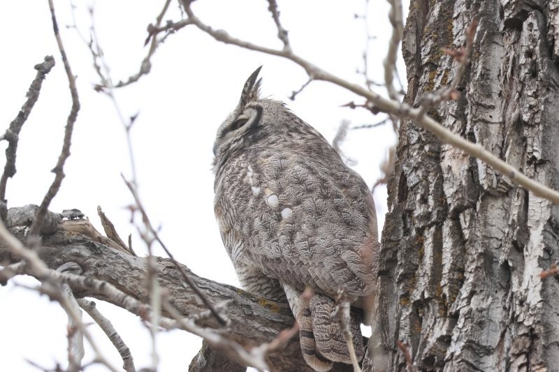 Great Horned Owl - ML618594095