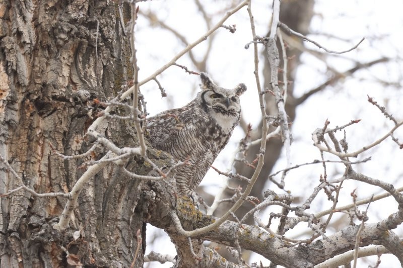 Great Horned Owl - ML618594096