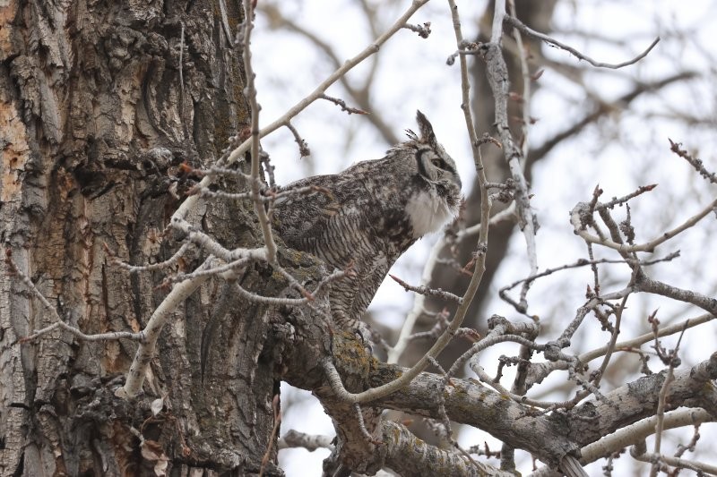 Great Horned Owl - ML618594097