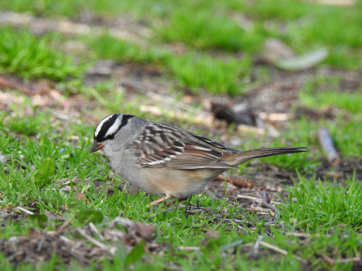White-crowned Sparrow - ML618594114