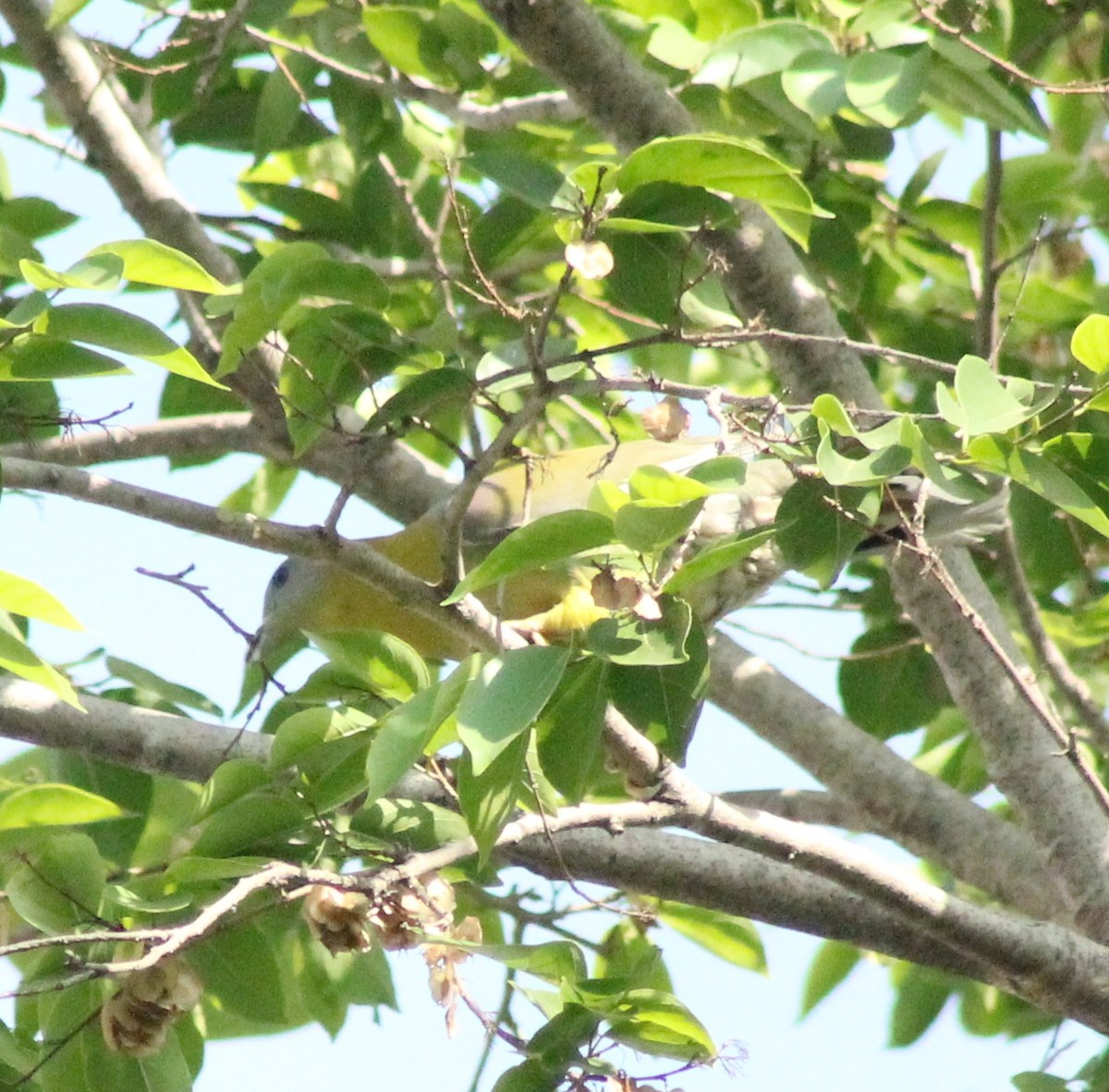 Yellow-footed Green-Pigeon - ML618594115