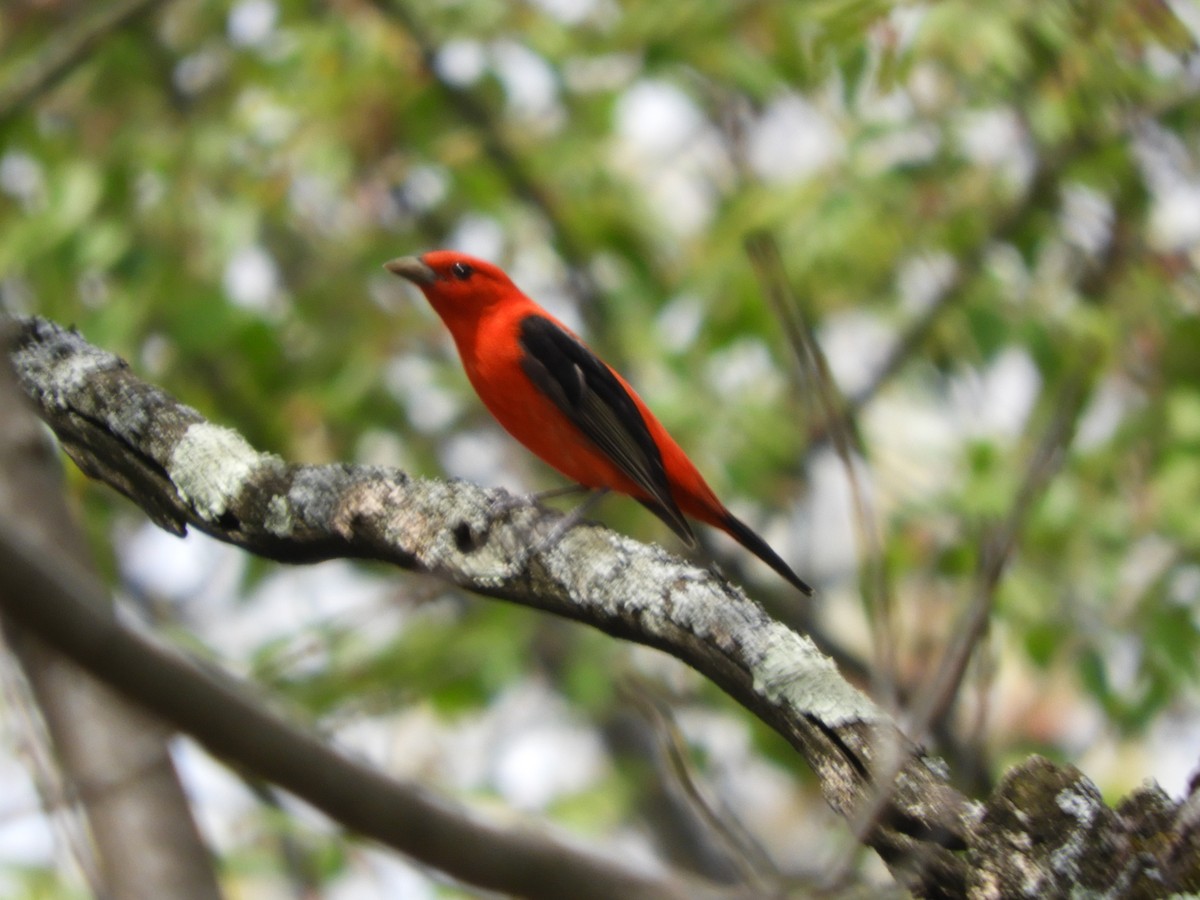 Scarlet Tanager - Laura Markley