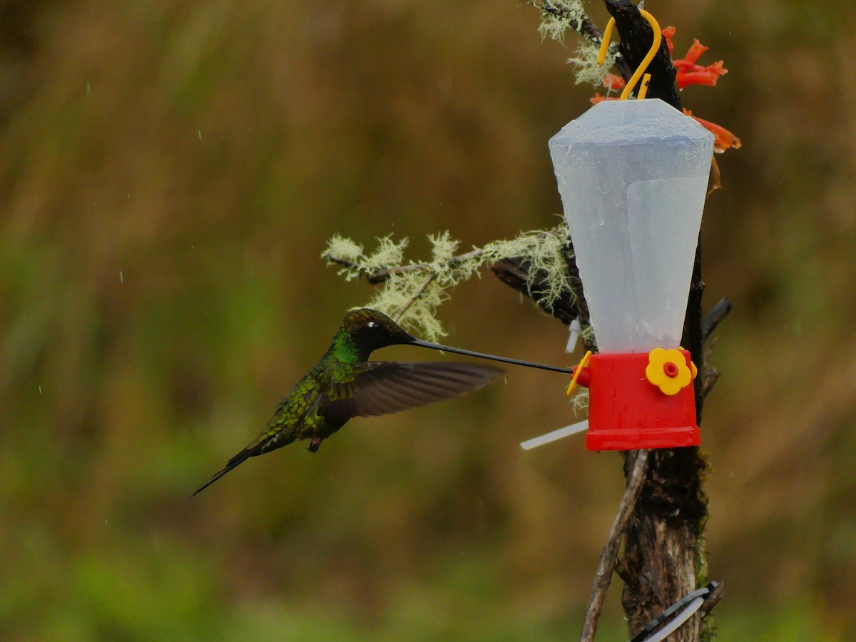 Sword-billed Hummingbird - ML618594134