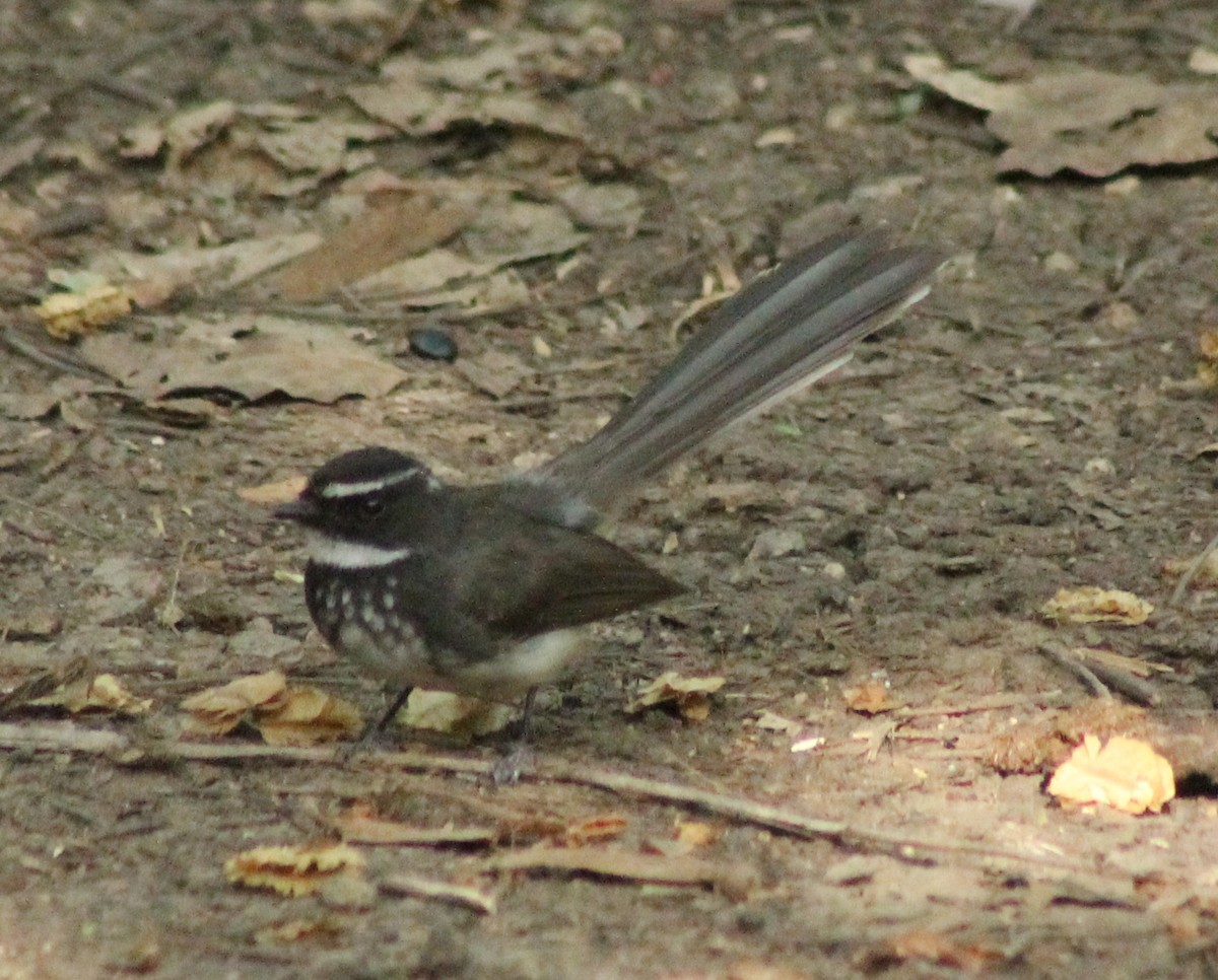 Spot-breasted Fantail - ML618594200