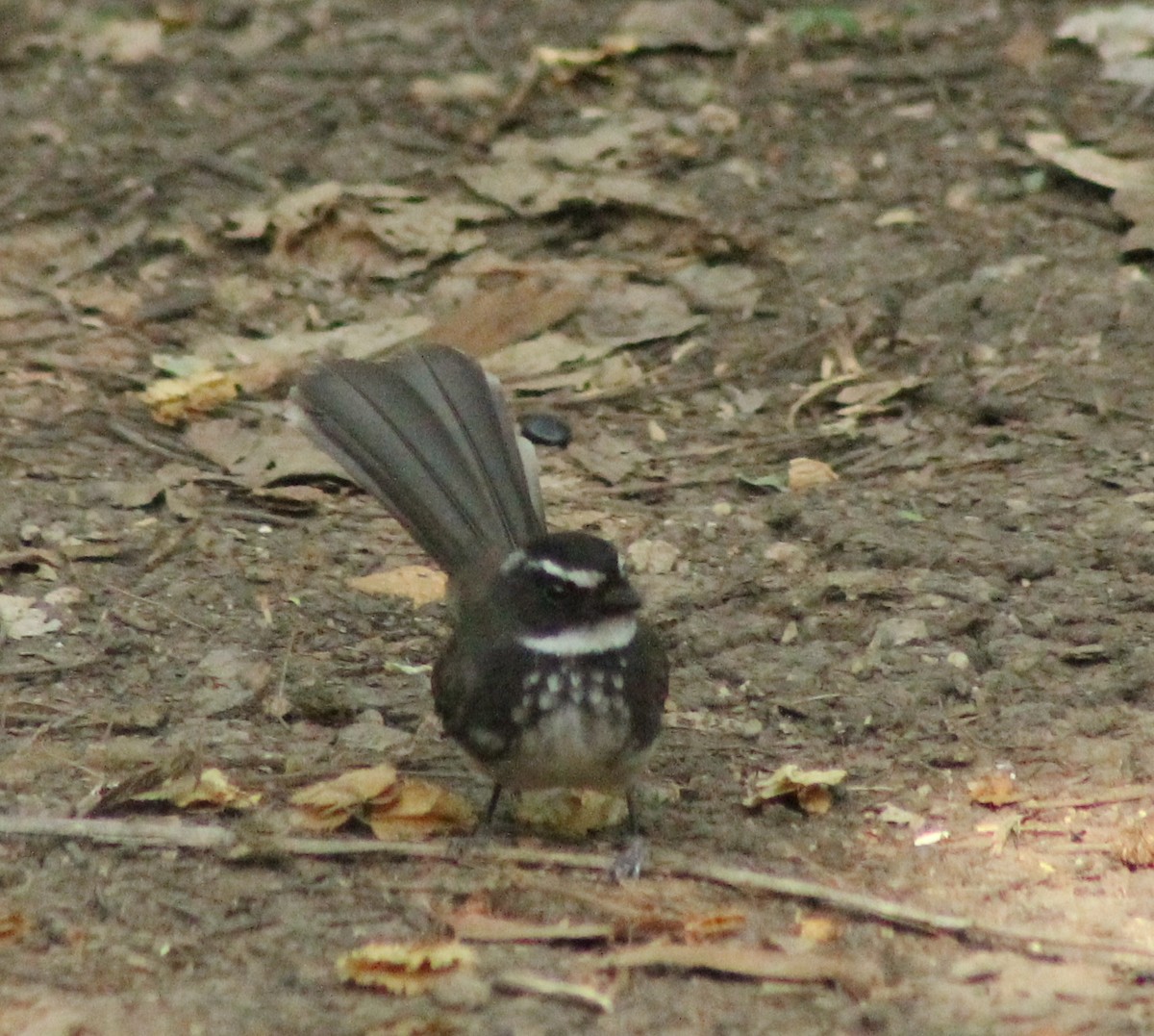 Spot-breasted Fantail - ML618594215