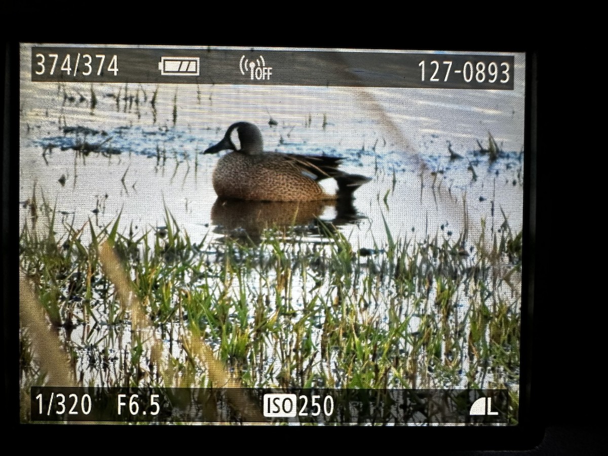 Blue-winged Teal - ML618594236