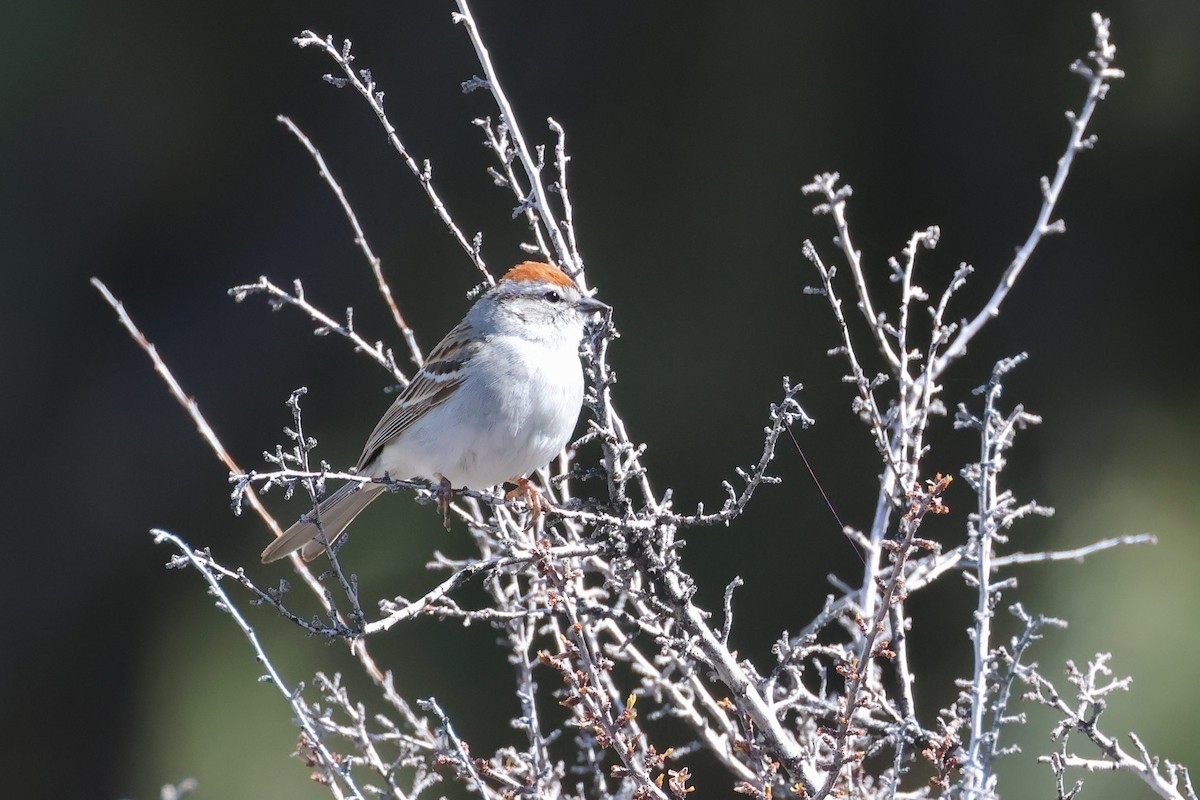 Chipping Sparrow - ML618594250