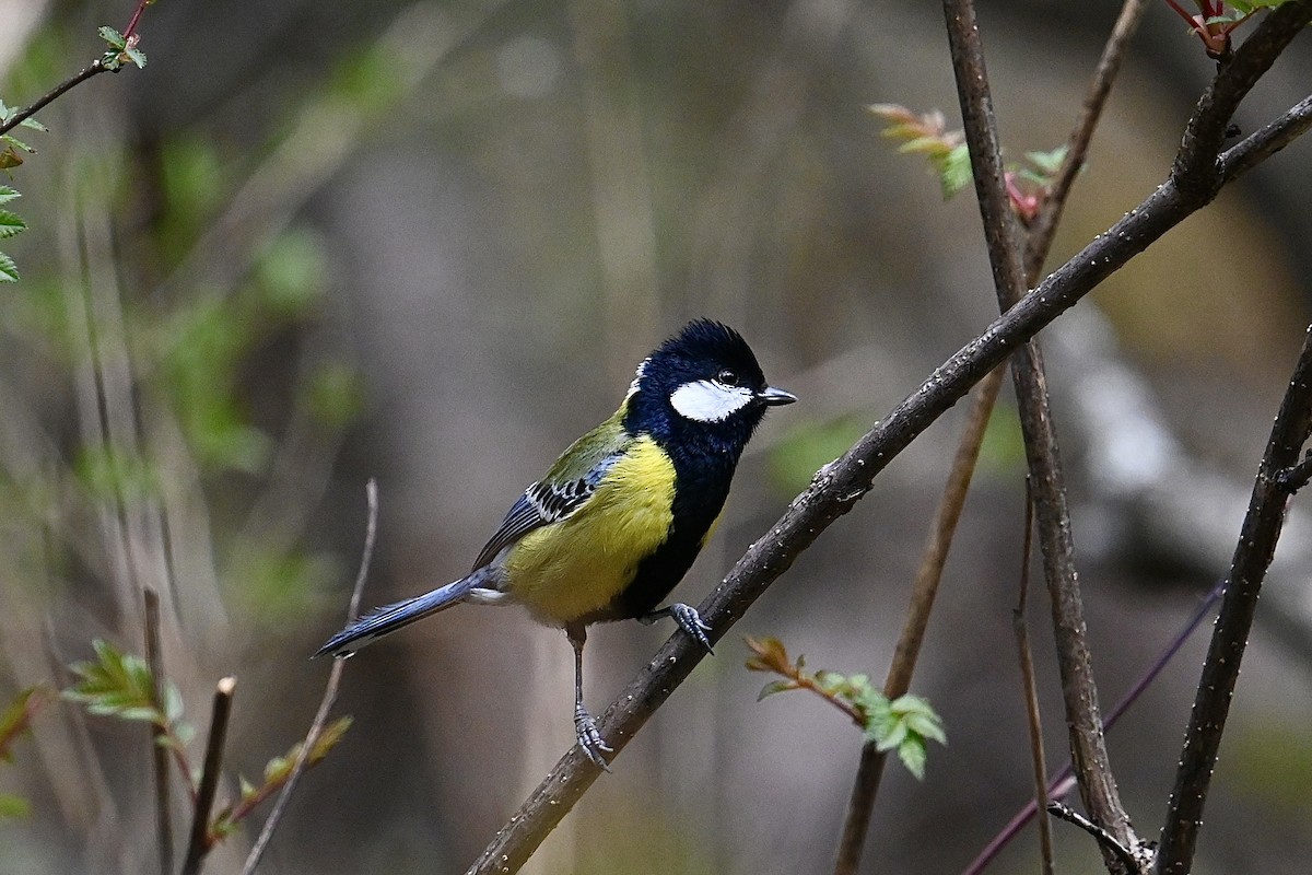 Green-backed Tit - ML618594256