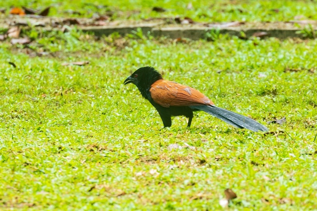 Greater Coucal - ML618594294