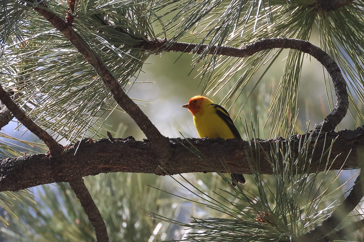 Western Tanager - ML618594300