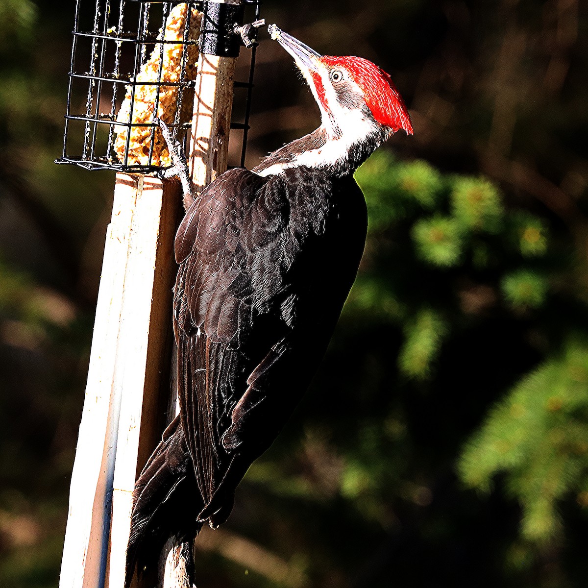 Pileated Woodpecker - ML618594353