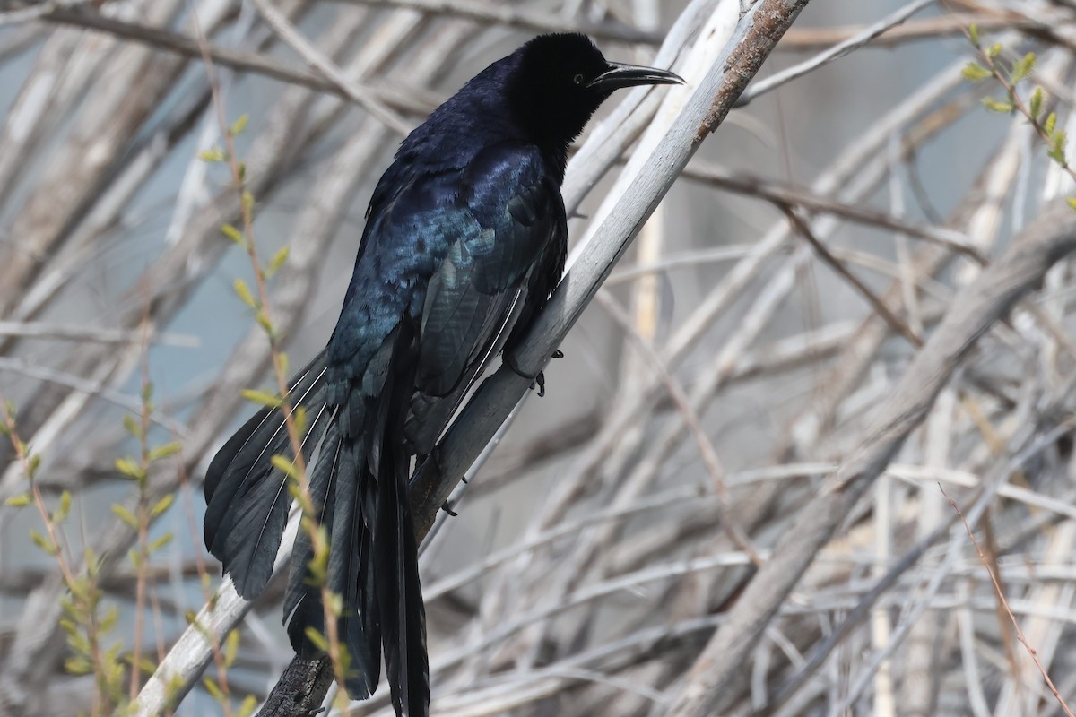 Great-tailed Grackle - ML618594355