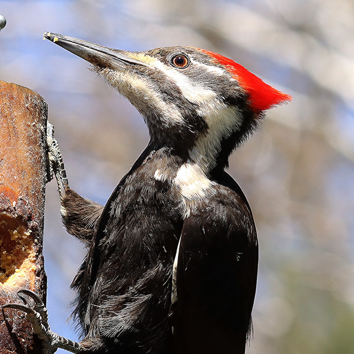 Pileated Woodpecker - ML618594359