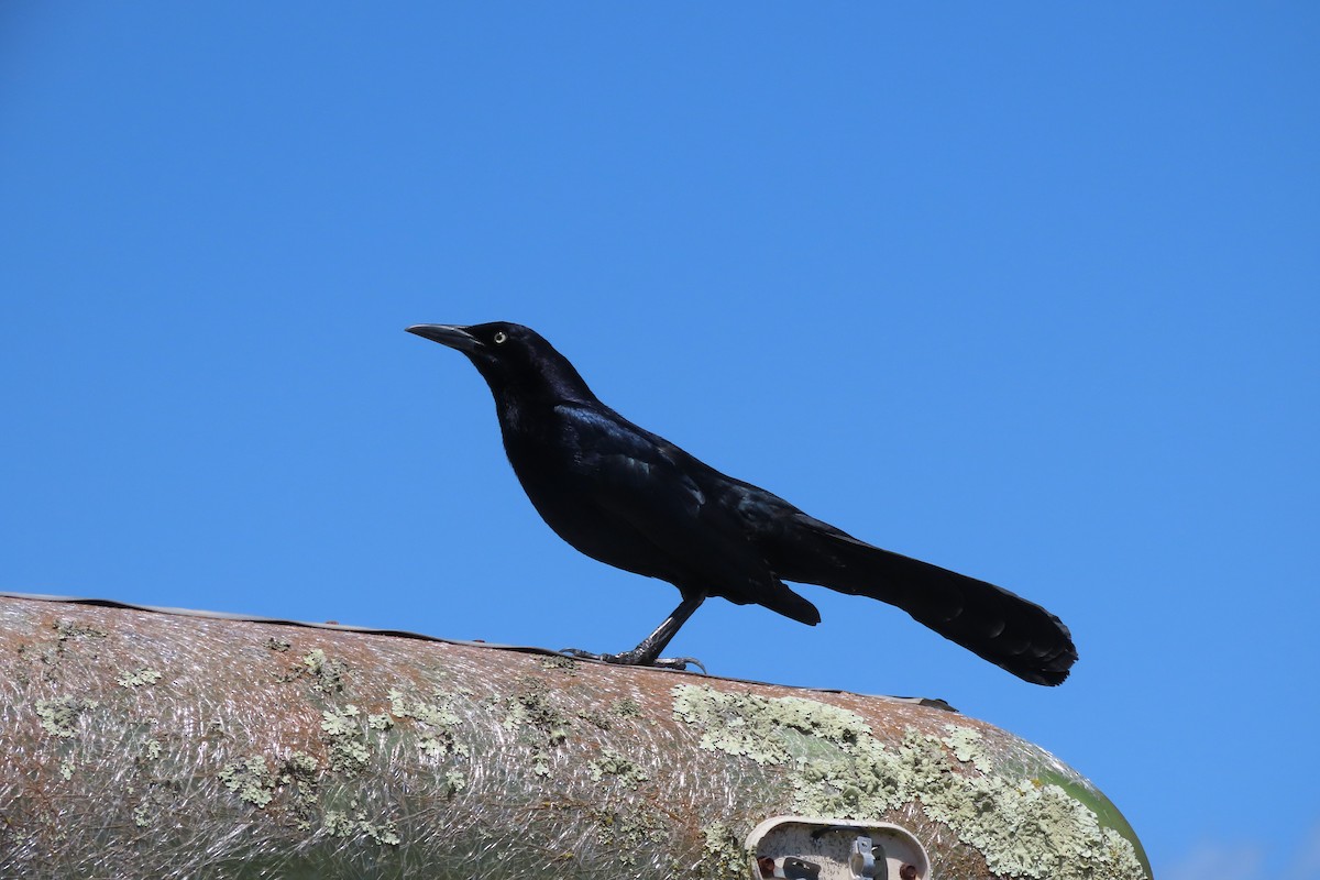 Great-tailed Grackle - ML618594396