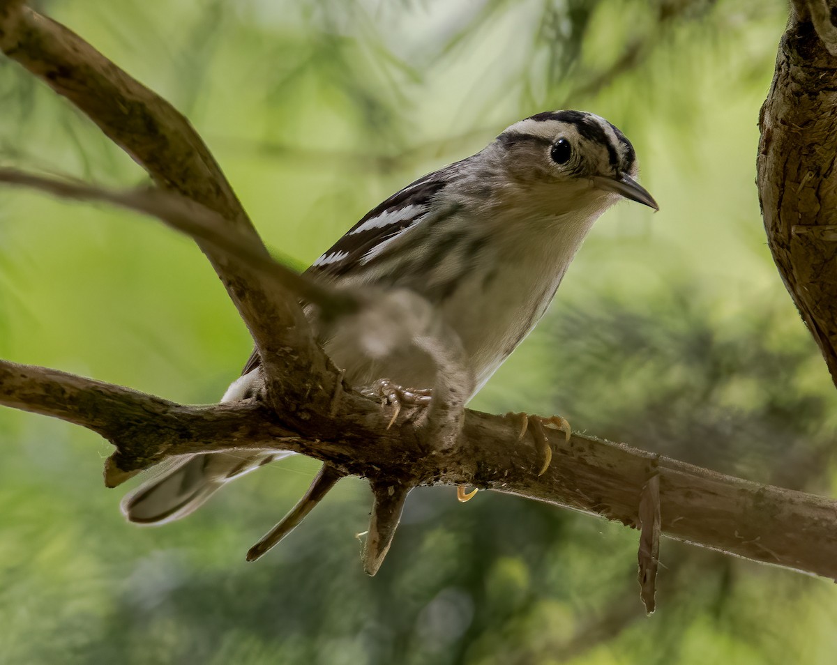 Black-and-white Warbler - ML618594429