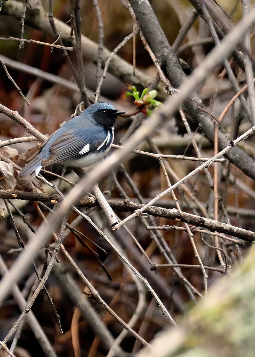 Black-throated Blue Warbler - ML618594449