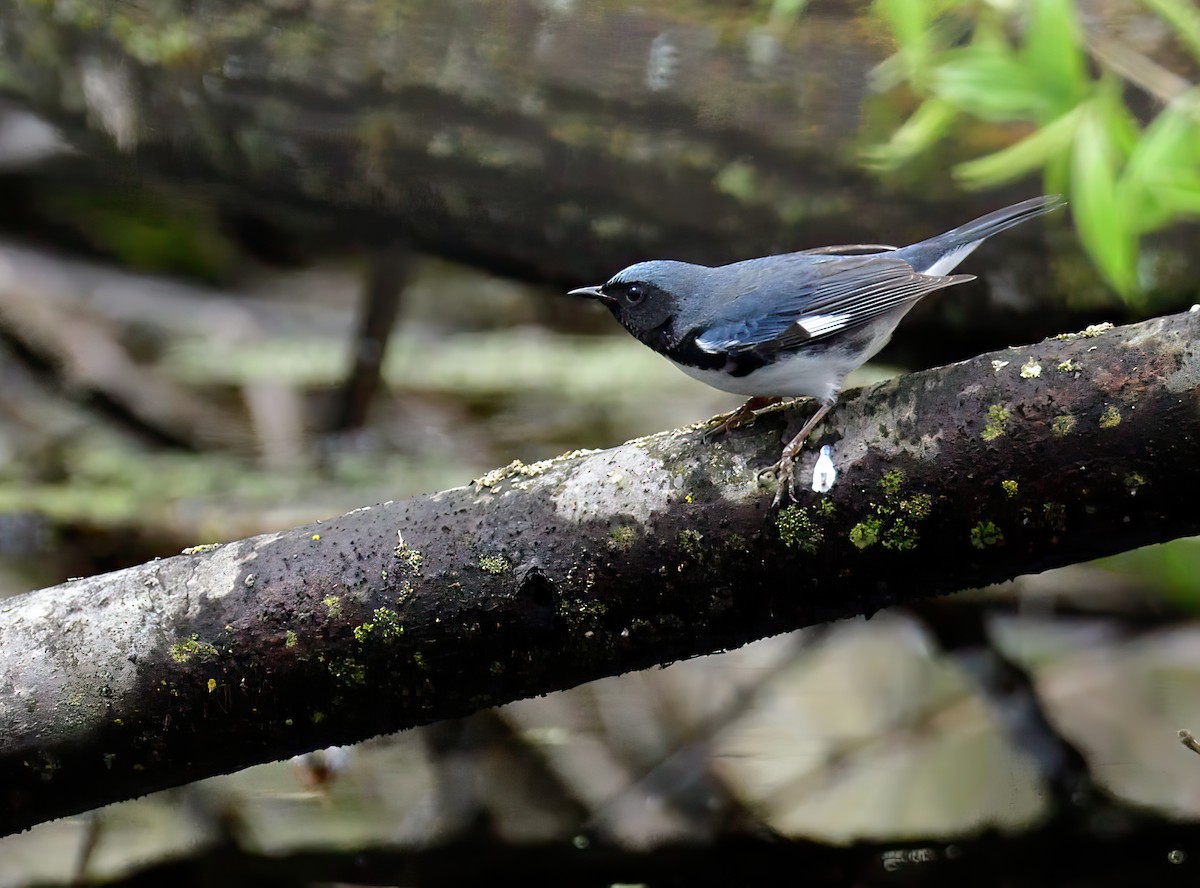 Black-throated Blue Warbler - ML618594450