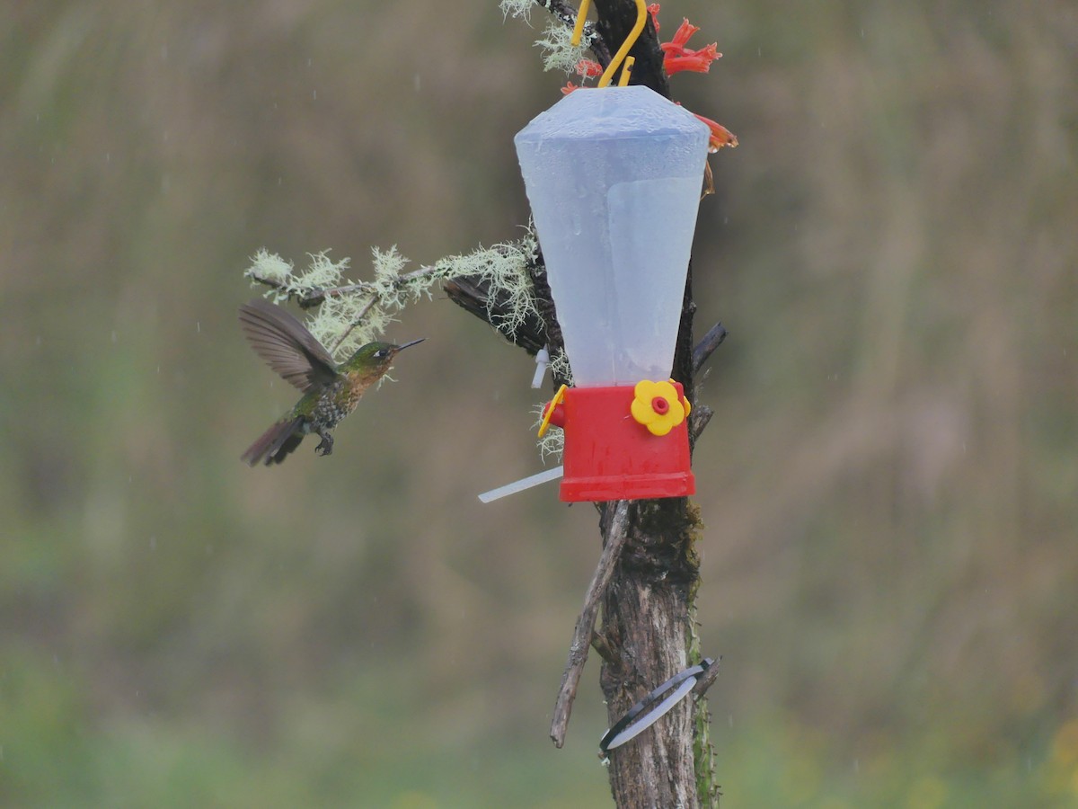 kolibřík dřišťálový - ML618594455