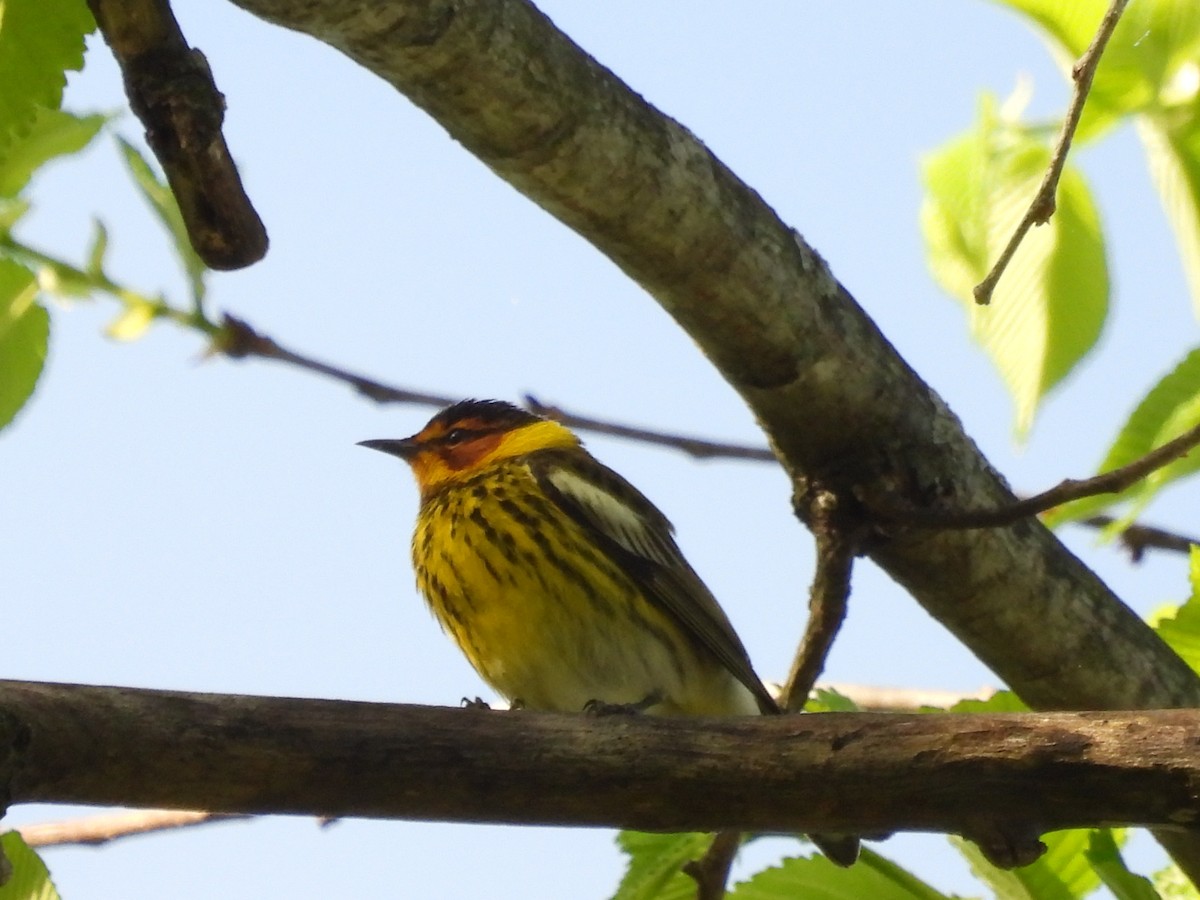 Cape May Warbler - ML618594456