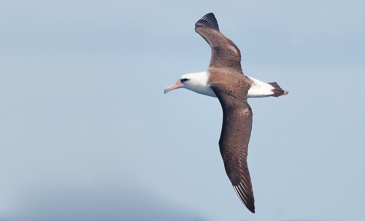 Laysan Albatross - ML618594470