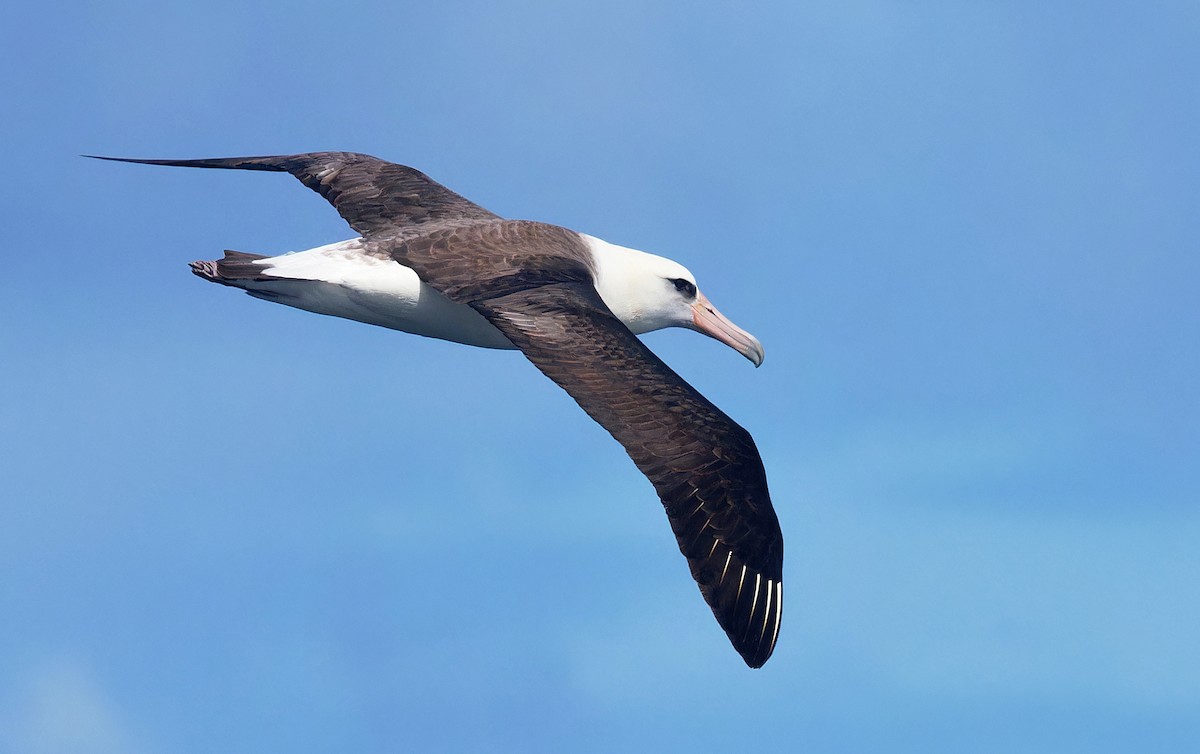 Laysan Albatross - Aidan Brubaker