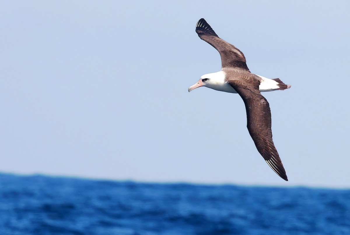 Laysan Albatross - ML618594473